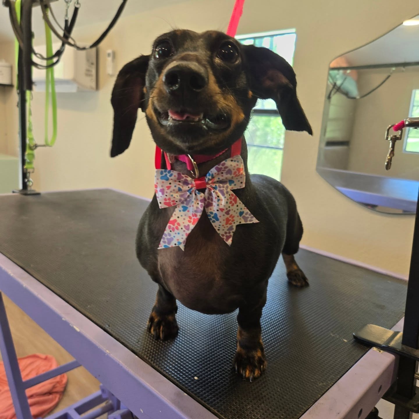 Cherry, dog groomed at Lala’s Casa — Dachshund