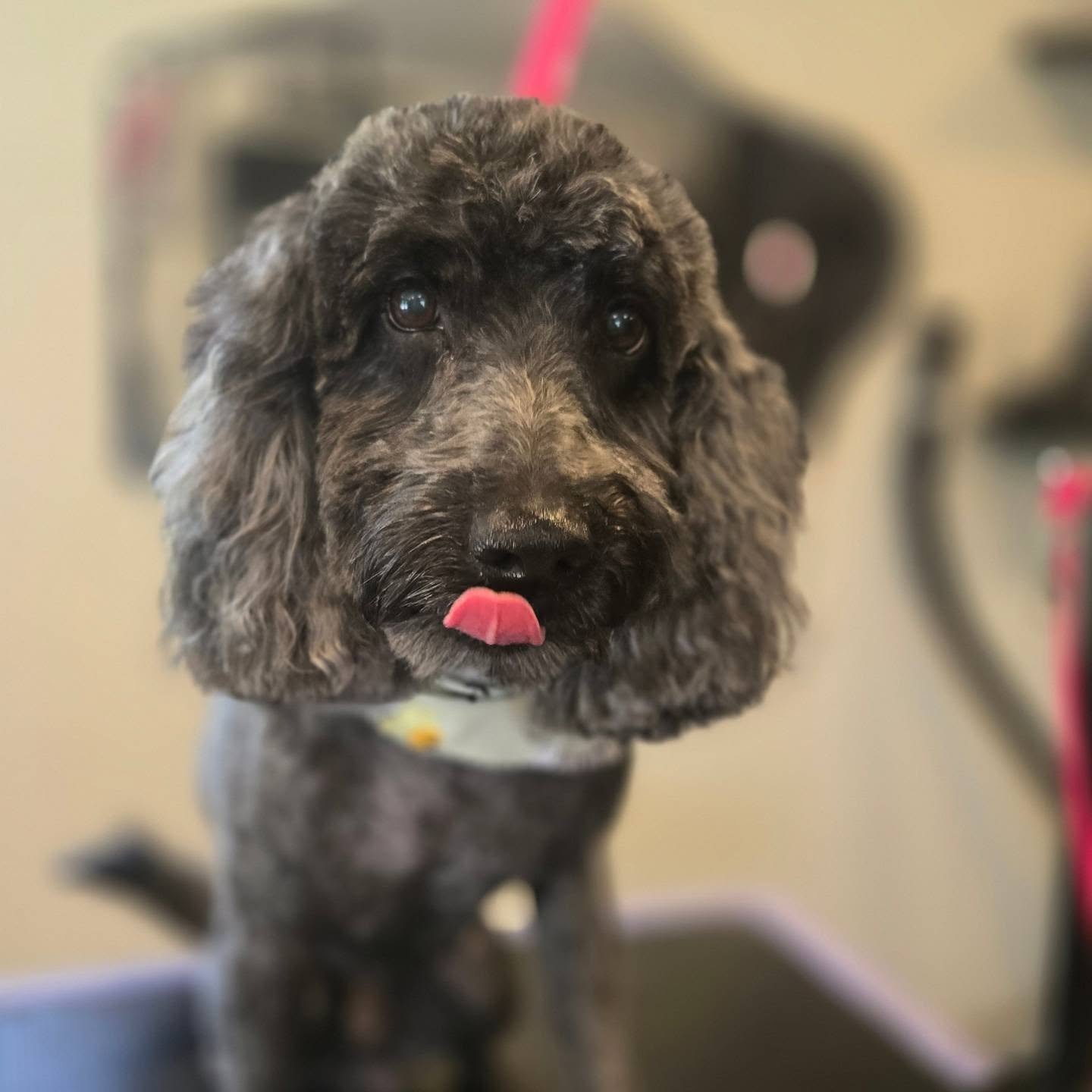 Chewy, dog groomed at Lala’s Casa — Whoodle