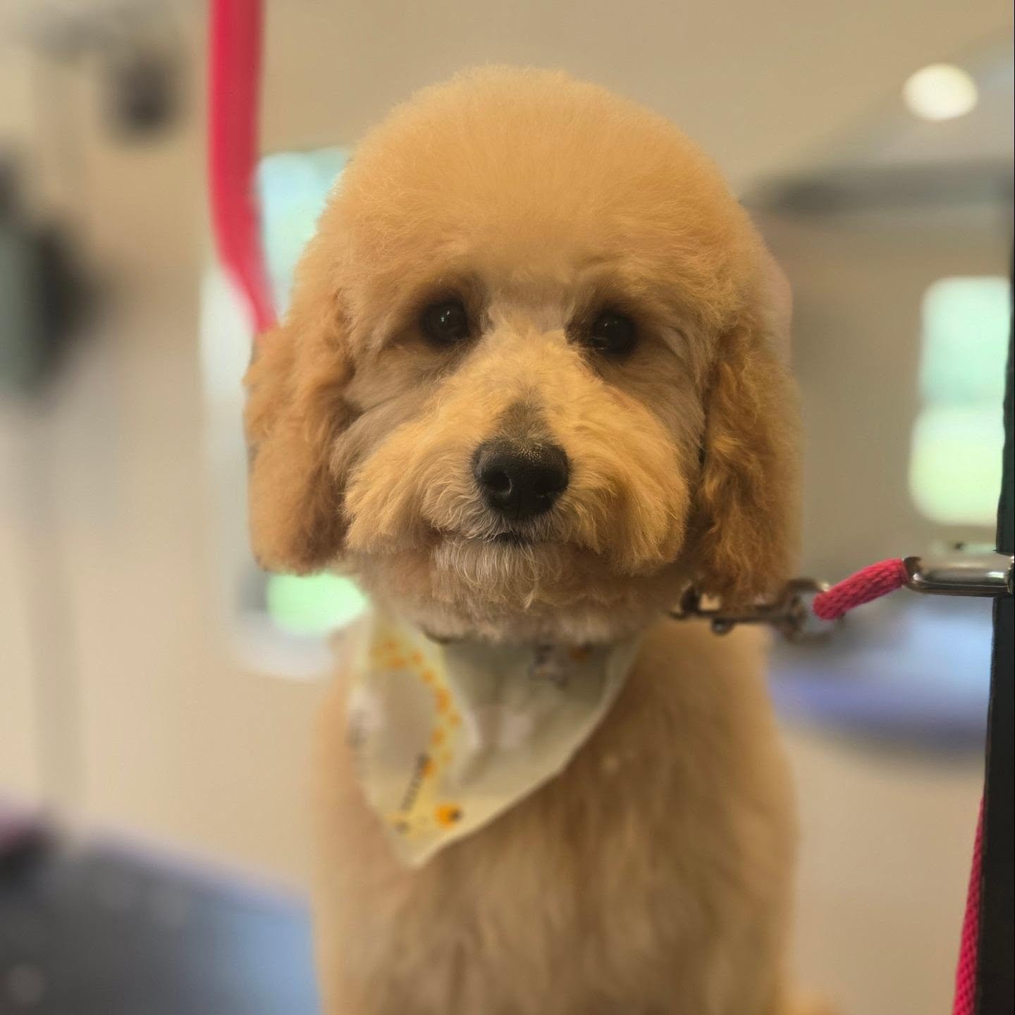 Honey, Goldendoodle wearing a bandana