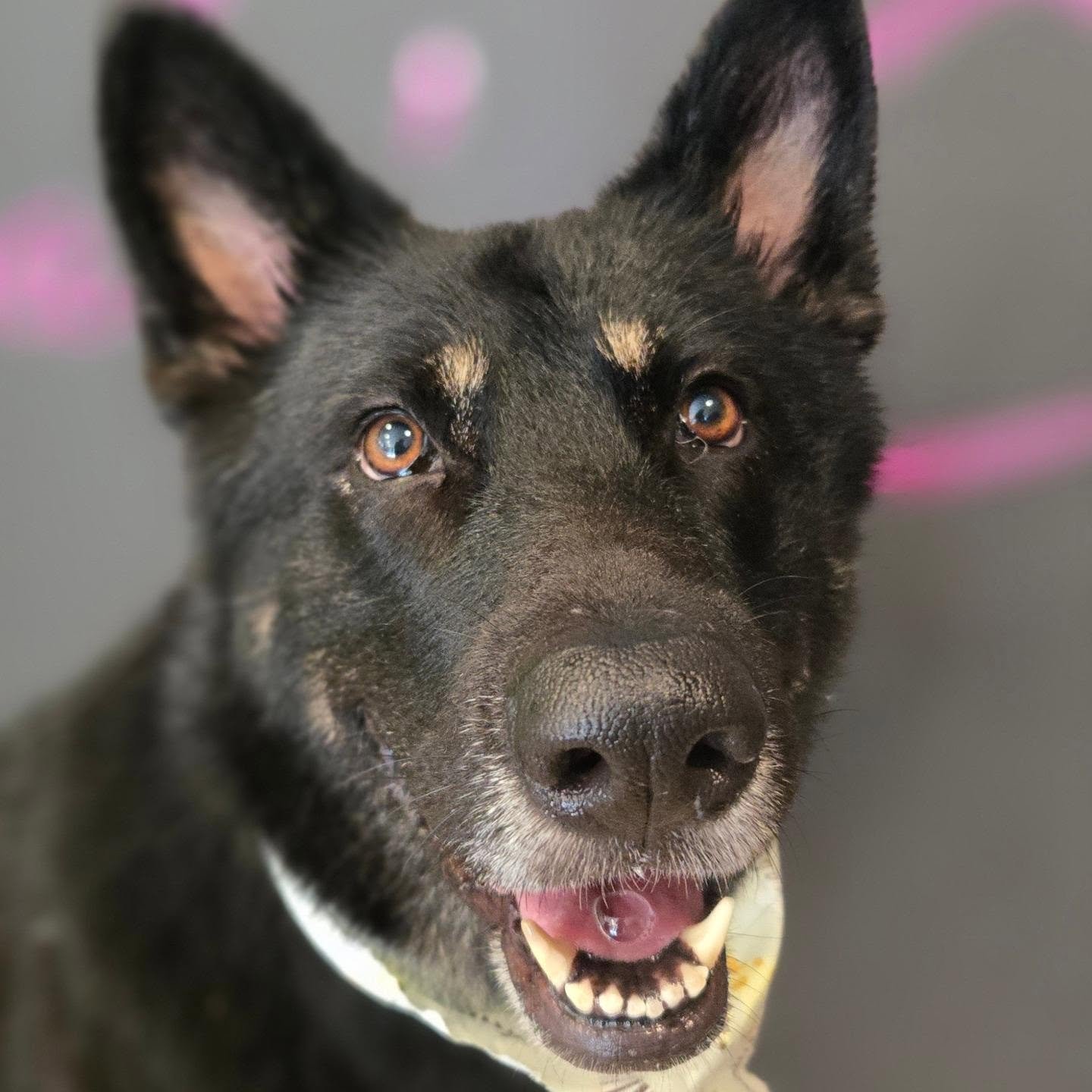 Koda, freshly groomed German Shepherd