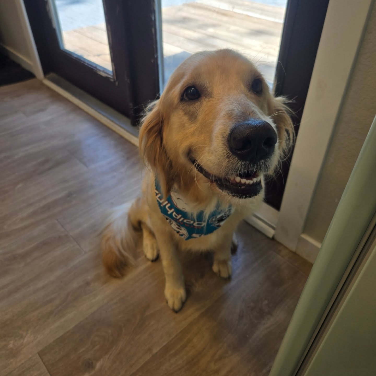 Lulu, smiling Golden Retriever