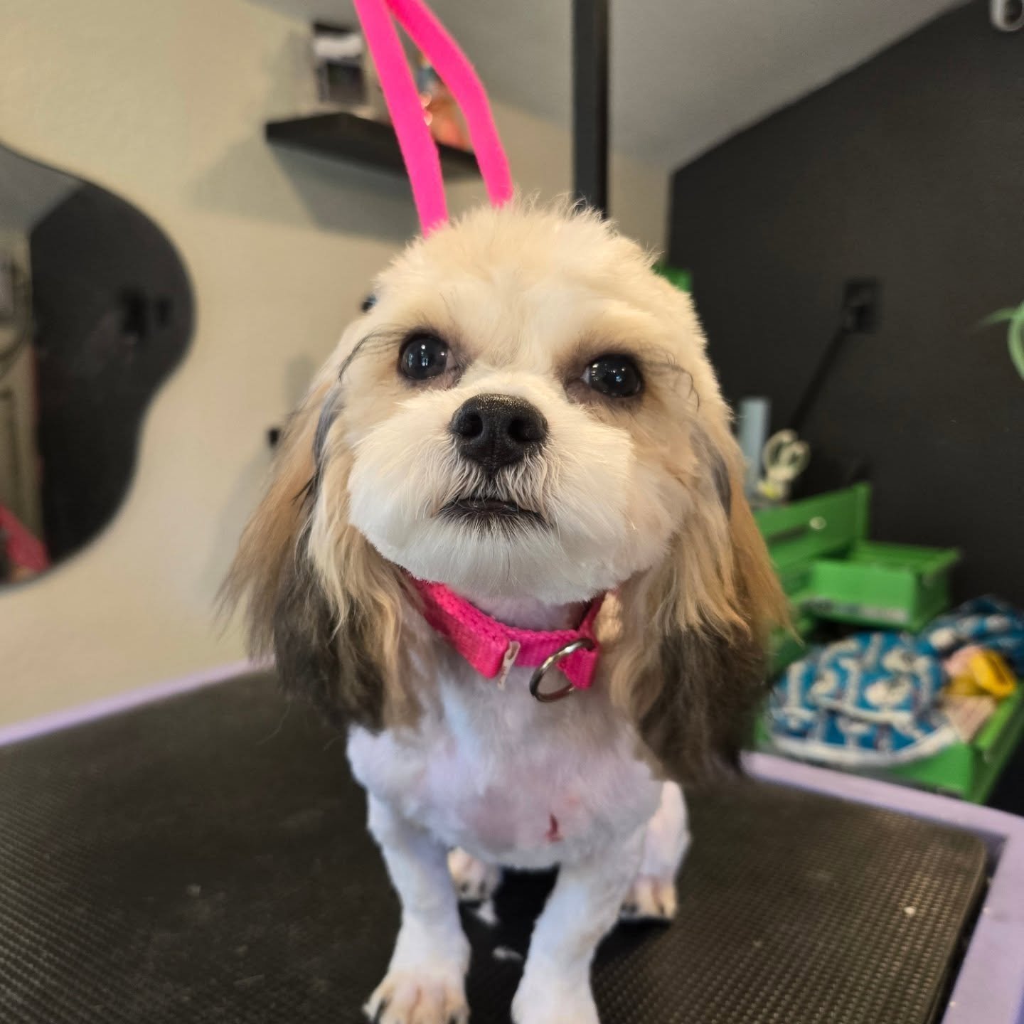 Lulu, freshly groomed Shih-Poo