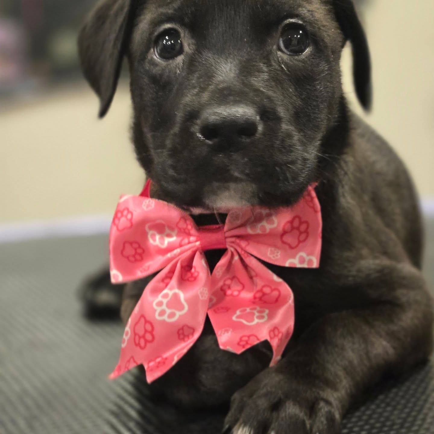 Naomi, puppy on her first grooming visit