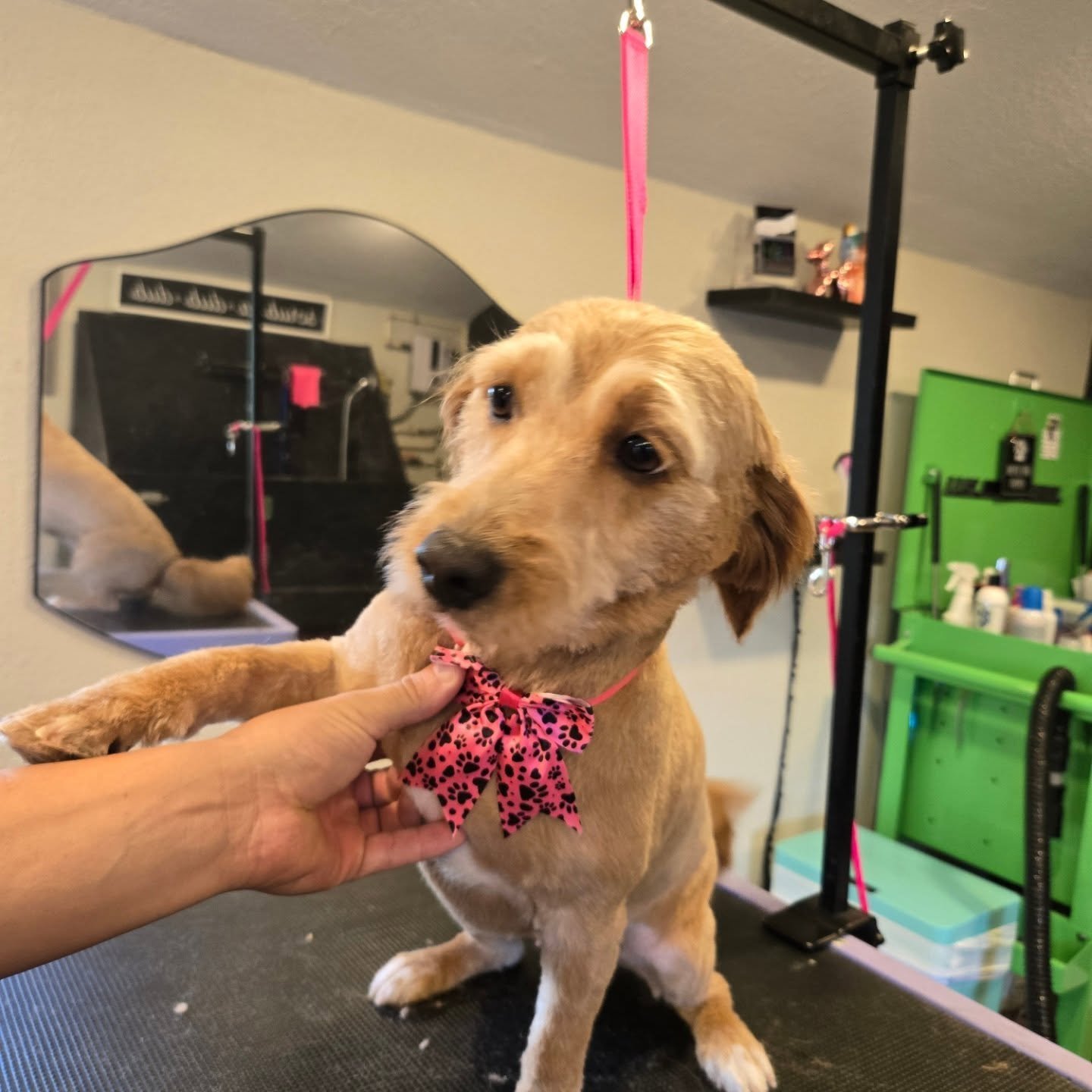 Poppy with a pink bow