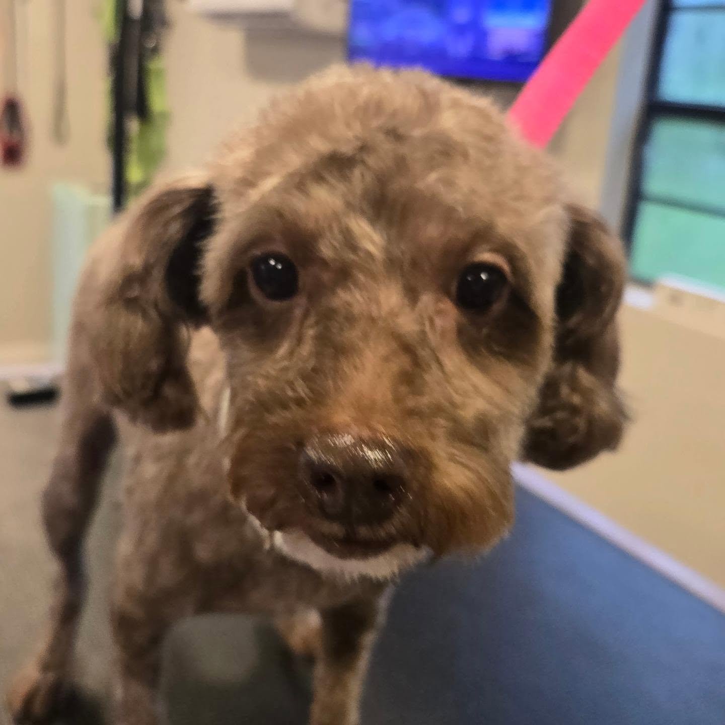 Roqui, dog groomed at Lala’s Casa — Facial trim