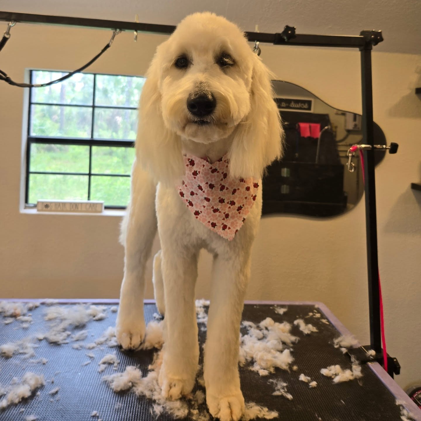 Winnie, dog groomed at Lala’s Casa — Goldendoodle